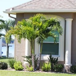 Christmas Palm Tree 15 Christmas Palm Tree -GreenNest Shop Christmas Palm 10 BB