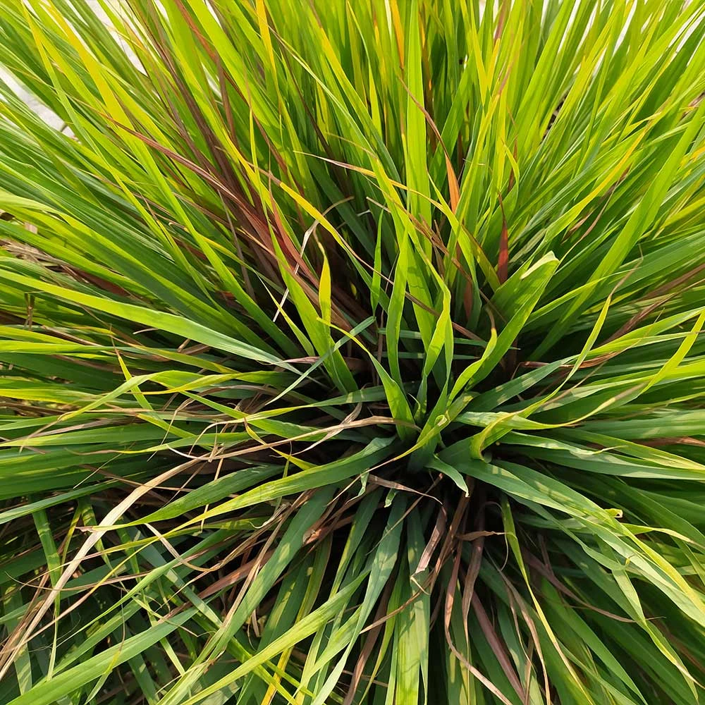 Citronella Grass 5 Citronella Grass - Image 3
