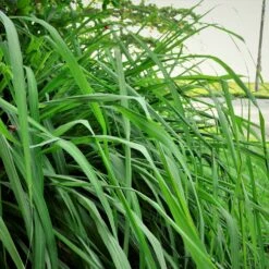 Citronella Grass 9 Citronella Grass -GreenNest Shop Citronella GRass 5