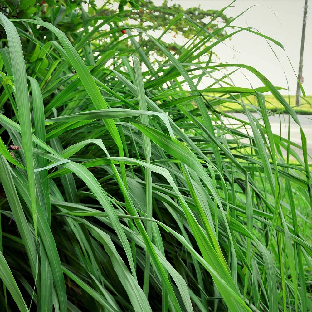 Citronella Grass 6 Citronella Grass - Image 4