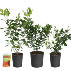 All-in-One Citrus Starter Kit -GreenNest Shop Citrus Starter Kit 2