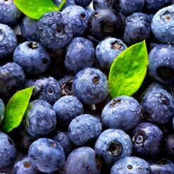 Climax Blueberry Bush -GreenNest Shop Climax Blueberry 5 BB