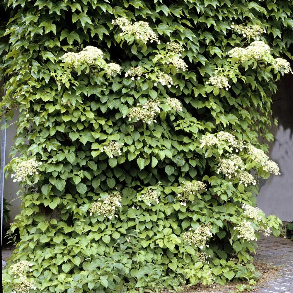 Climbing Hydrangea 4 Climbing Hydrangea - Image 2
