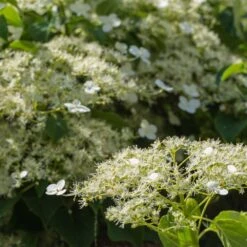 Climbing Hydrangea 7 Climbing Hydrangea -GreenNest Shop Climbing Hydrangea 2