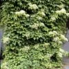 Climbing Hydrangea -GreenNest Shop Climbing Hydrangea BB 600x600 258c7de5 2d4e 4329 b6b5 c2d8556cacd2