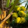 Coconut Palm Tree -GreenNest Shop Coconut Palm BB 600x600 2896d549 710b 4b9e 893b add2de2e77e6