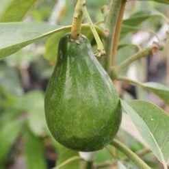 Cold Hardy Avocado Tree -GreenNest Shop Cold Hardy Avocado 4 BB
