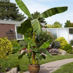 Cold Hardy Banana Tree 10 Cold Hardy Banana Tree -GreenNest Shop Cold Hardy Banana Tree 1