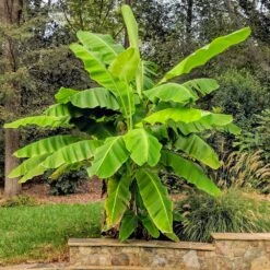 Cold Hardy Banana Tree 9 Cold Hardy Banana Tree -GreenNest Shop Cold Hardy Banana Tree 6