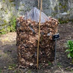 Cold Hardy Banana Tree 11 Cold Hardy Banana Tree -GreenNest Shop Cold Hardy Banana Tree FGT 3