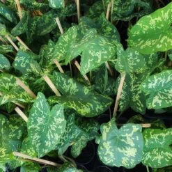 Colocasia 'Hilo Beauty' -GreenNest Shop Colocasia Hilo beauty 2