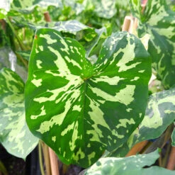 Colocasia 'Hilo Beauty' -GreenNest Shop Colocasia Hilo beauty 3