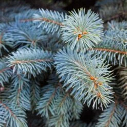 Colorado Blue Spruce Tree -GreenNest Shop Colorado BLue Spruce 2 BB