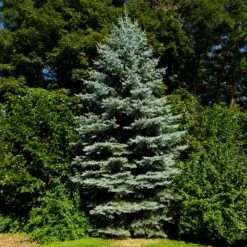 Colorado Blue Spruce Tree -GreenNest Shop Colorado BLue Spruce 3 BB