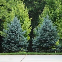 Colorado Blue Spruce Tree -GreenNest Shop Colorado BLue Spruce 7