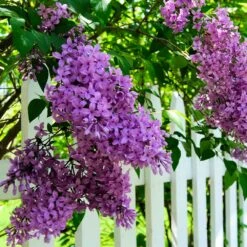 Common Purple Lilac Plant -GreenNest Shop Common Purple Lilac 3
