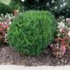 Compacta Japanese Holly Shrub -GreenNest Shop Compacta Holly FGT 600x600 b8089e88 4446 46c9 a47e 7c5bec2ca8b7