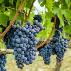 Concord Grape Vine 9 Concord Grape Vine -GreenNest Shop Concord Grape 2 BB