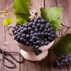 Concord Grape Vine 11 Concord Grape Vine -GreenNest Shop Concord Grape 7 BB