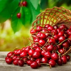 Coral Champagne Cherry Tree -GreenNest Shop Coral Champagne Cherry Tree 3 BB