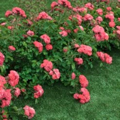 Coral Drift® Rose -GreenNest Shop Coral Drift Rose 2 FGT