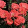 Coral Drift® Rose 1 Coral Drift® Rose -GreenNest Shop Coral Drift Rose BB 600x600 d1a3a614 9347 4dee b250 bf48ce758998