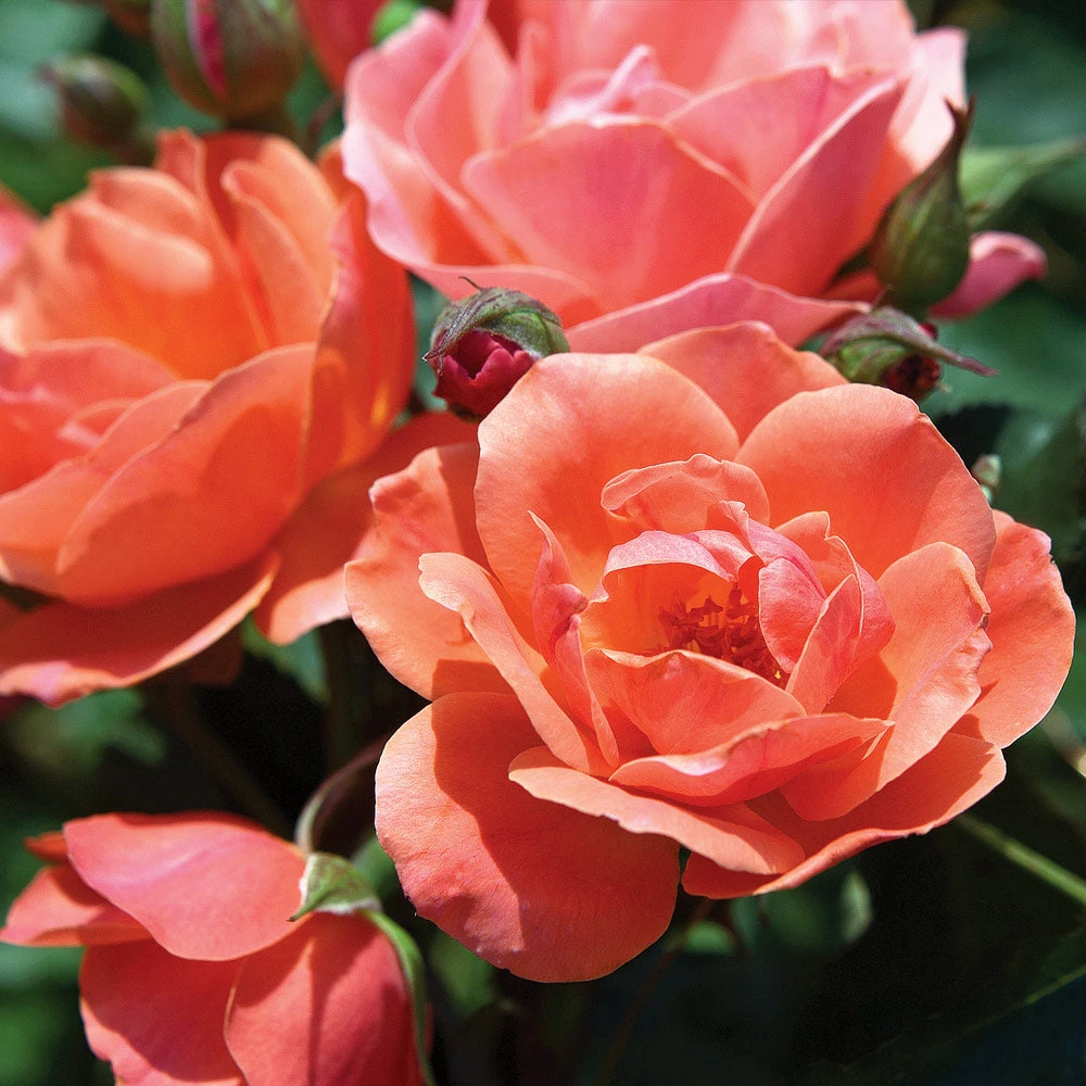 Coral Knock Out® Rose Shrub 4 Coral Knock Out® Rose Shrub - Image 2