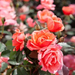 Coral Knock Out® Rose Shrub 9 Coral Knock Out® Rose Shrub -GreenNest Shop Coral Knockout Rose 2 BB