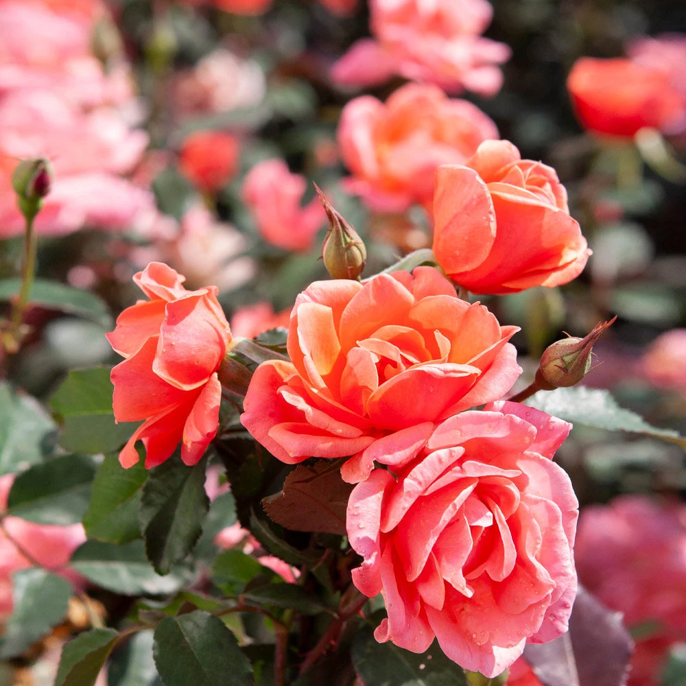 Coral Knock Out® Rose Shrub 6 Coral Knock Out® Rose Shrub - Image 4