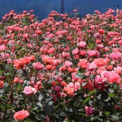 Coral Knock Out® Rose Shrub 8 Coral Knock Out® Rose Shrub -GreenNest Shop Coral Knockout Rose 3 BB