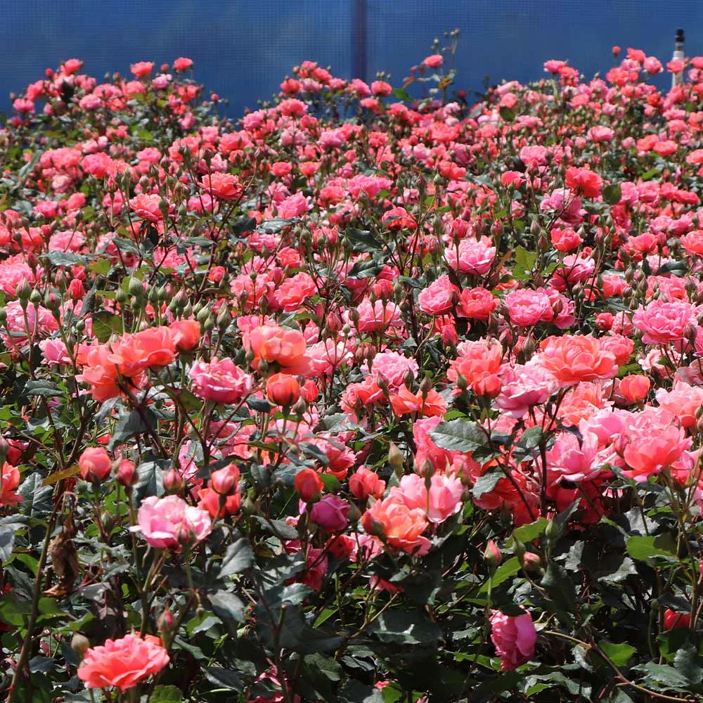 Coral Knock Out® Rose Shrub 5 Coral Knock Out® Rose Shrub - Image 3