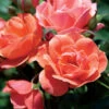 Coral Knock Out® Rose Shrub -GreenNest Shop Coral Knockout Rose BB 600x600 7c5ab405 4427 4606 9112 bc4c9cef2359