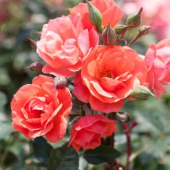 Coral Knock Out® Rose Tree -GreenNest Shop Coral Knockout Rose Tree 1