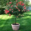 Coral Knock Out® Rose Tree -GreenNest Shop Coral Knockout Rose Tree 600x600 7007a4bc 76b2 475a 907d 81ae705c3b75