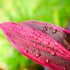 Hawaiian Ti Plant 11 Hawaiian Ti Plant -GreenNest Shop Cordyline Ti tree 5