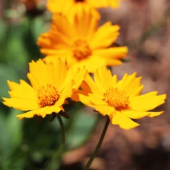 Nana Coreopsis (Tickseed) Plant -GreenNest Shop Coreopsis Nana 4 BB