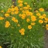 Nana Coreopsis (Tickseed) Plant -GreenNest Shop Coreopsis Nana BB 600x600 9aa310c0 b5da 439c 8b13 a497ac99a8db