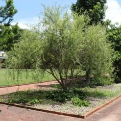 Corkscrew Willow Tree -GreenNest Shop Corkscrew Willow 1