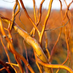 Corkscrew Willow Tree -GreenNest Shop Corkscrew Willow 1 BB