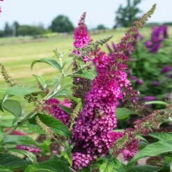 CranRazz™ Butterfly Bush (Tree Form) 9 CranRazz™ Butterfly Bush (Tree Form) -GreenNest Shop Cran Ras Butterfly Bush 3