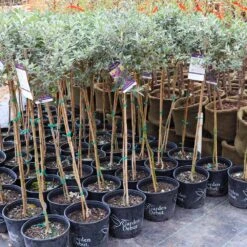 True Blue Butterfly Bush (Tree Form) 11 True Blue Butterfly Bush (Tree Form) -GreenNest Shop Cran Ras Butterfly Bush 4 1195c2bd 6061 4cbd 990f ebc3aae8c476