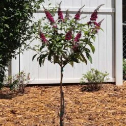 CranRazz™ Butterfly Bush (Tree Form) 8 CranRazz™ Butterfly Bush (Tree Form) -GreenNest Shop Cran Ras Butterfly Bush 5