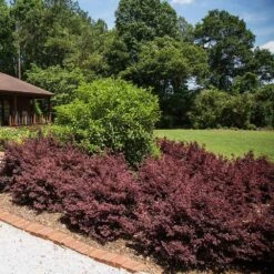 Crimson Fire™ Loropetalum -GreenNest Shop Crimson Fire Loropetalum 3