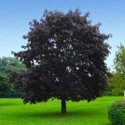 Crimson King Maple Tree -GreenNest Shop Crimson King Maple 3 BB