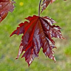 Crimson Sentry Norway Maple Tree 7 Crimson Sentry Norway Maple Tree -GreenNest Shop Crimson Sentry Maple 2 BB