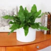 Crocodile Fern -GreenNest Shop Crocodile fern BB 600x600 d807ff83 1c3b 4595 adfb cce81695ed0f