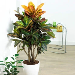 Sunset Hues House Plant Kit -GreenNest Shop Croton Petra 3 BB ff67a4a1 1b61 45e0 ab99 26fa1a8df015