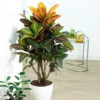 Croton Plant -GreenNest Shop Croton Petra BB 600x600 43e3de93 be7f 42b5 af06 65113a548278