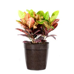 Croton Plant 16 Croton Plant -GreenNest Shop Croton Petra Delilah Brown Pot