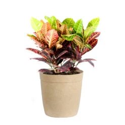 Croton Plant 17 Croton Plant -GreenNest Shop Croton Petra Delilah Tan Pot